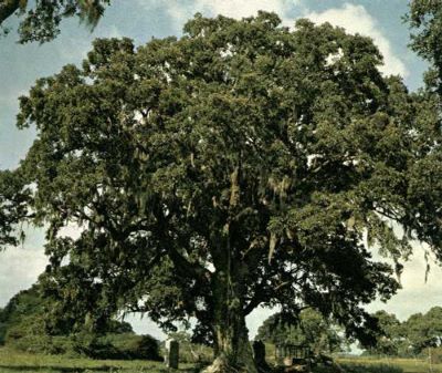 Ozozimbo Oak _ Famous tree of Texas